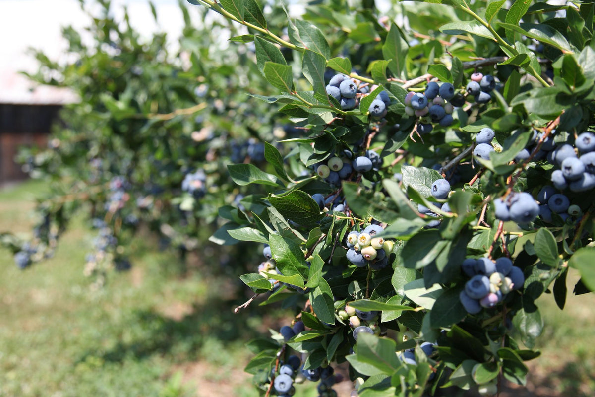 Blueberry Plants for Sale
