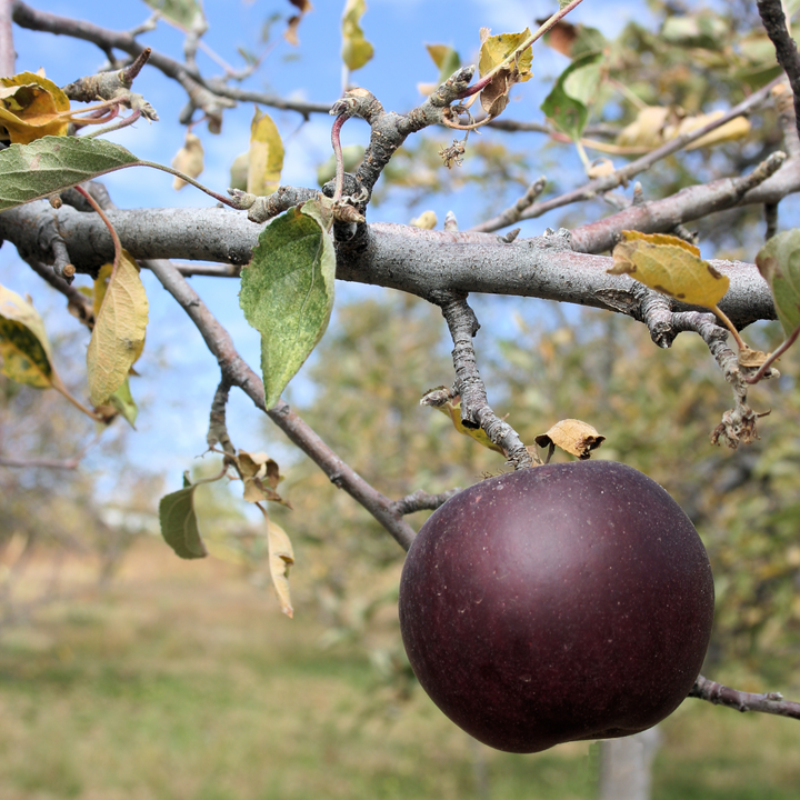 Arkansas Black Apple Tree