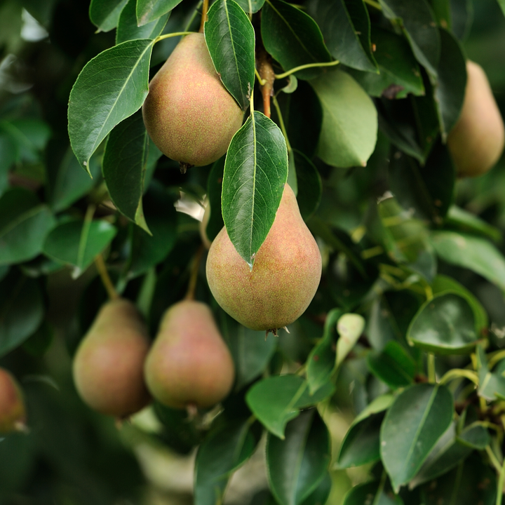 Comice Pear Tree