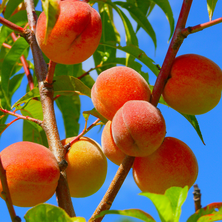 Reliance Peach Tree