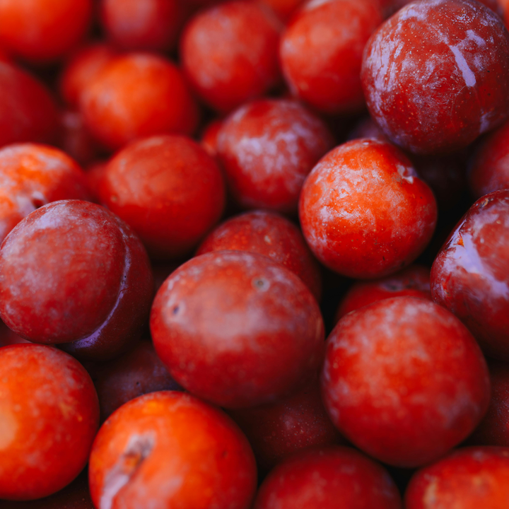 Beauty Plum Tree