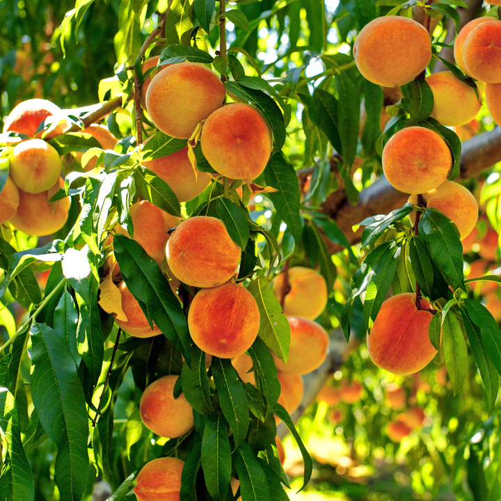 Contender Peach Tree
