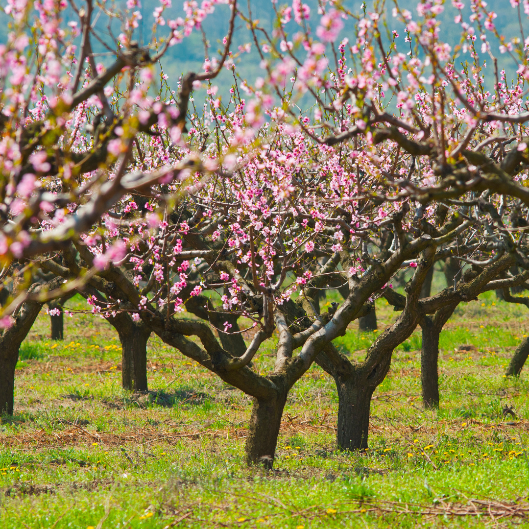 Contender Peach Tree