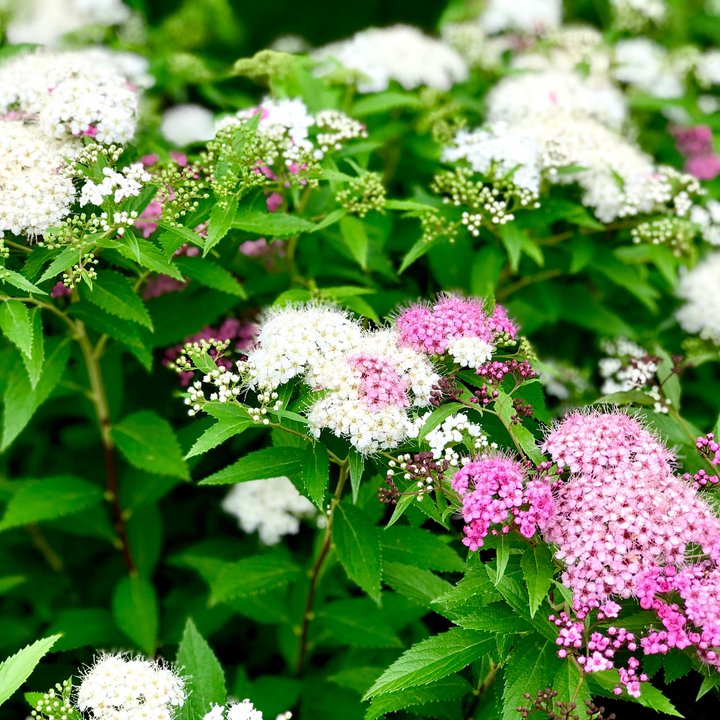 'Shirobana' Spirea – Japanese Spirea Shrub