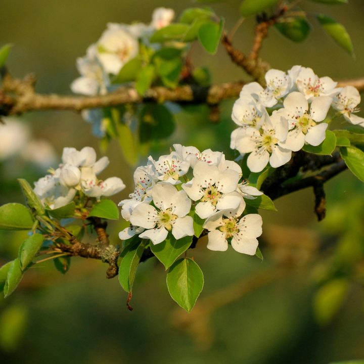 Comice Pear Tree