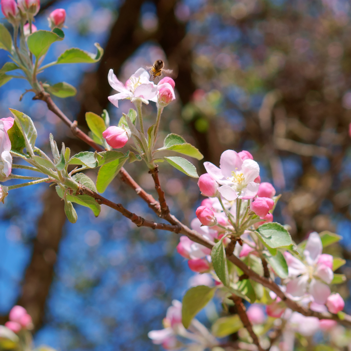 Arkansas Black Apple Tree