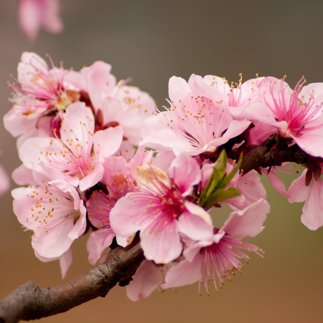 Reliance Peach Tree