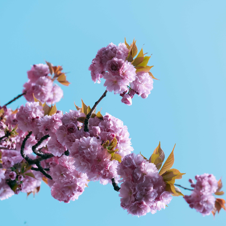 Fantasia Nectarine Tree