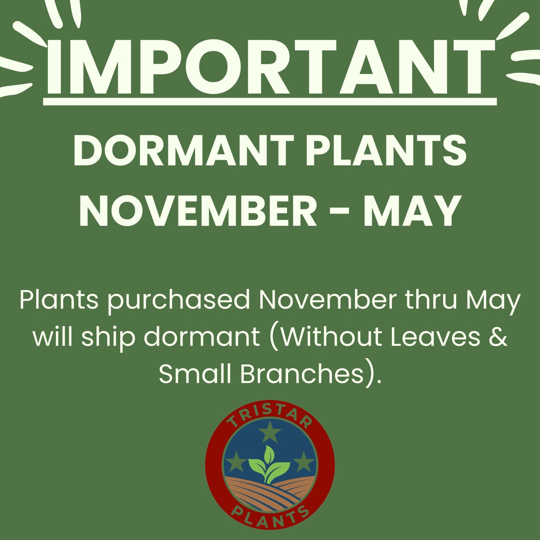 Nectarine Tree 'Karla Rose'
