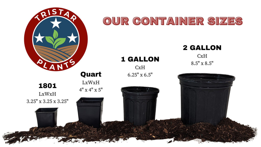 Butterfly Bush 'Pink Delight'