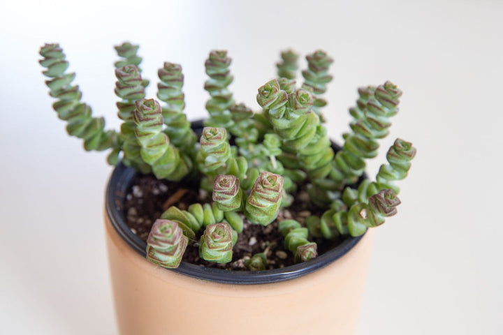 String of Buttons