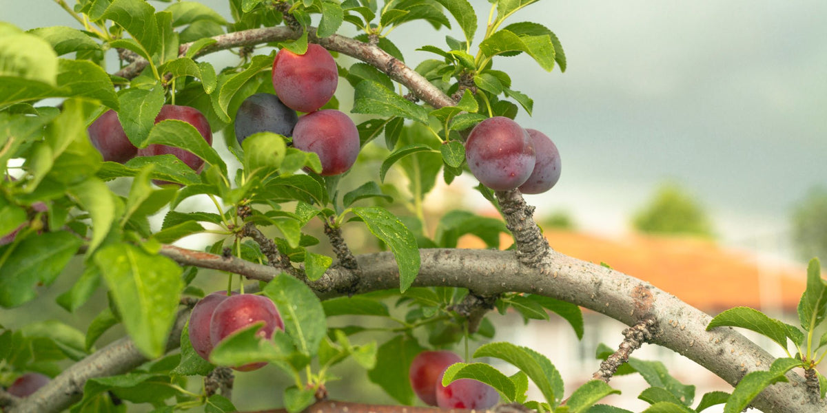 Methyl Tree TriStar Plants