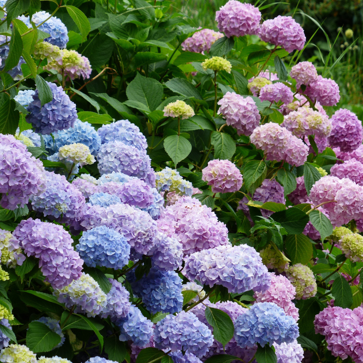 Hydrangea  'Nikko Blue'