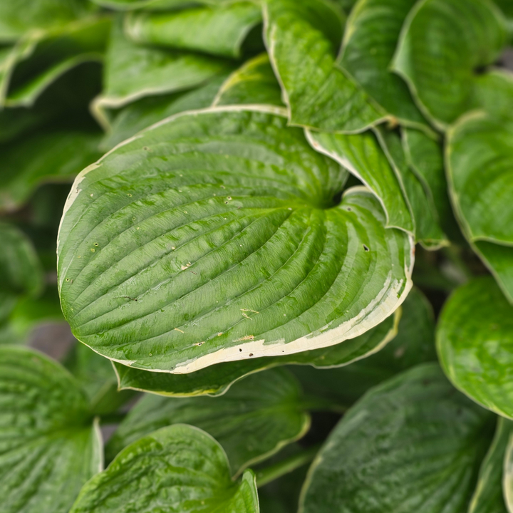 Hosta 'Christmas Tree'