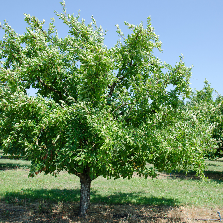 Beauty Plum Tree