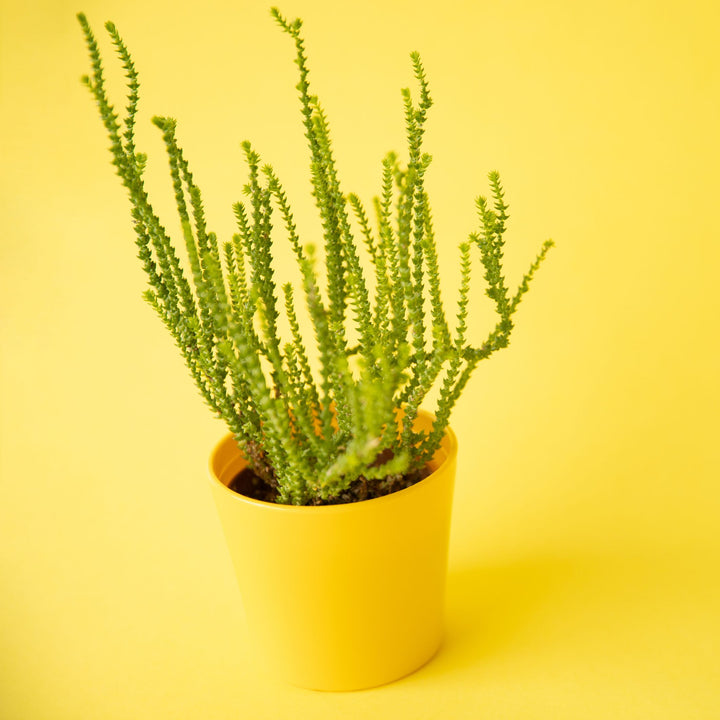Crassula Muscosa 'Watch Chain Plant'