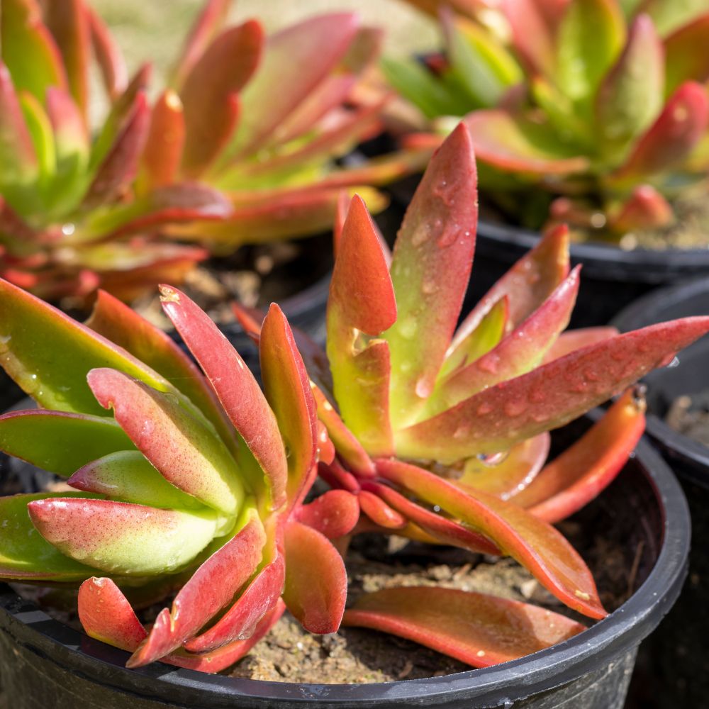 crassula capitella campfire