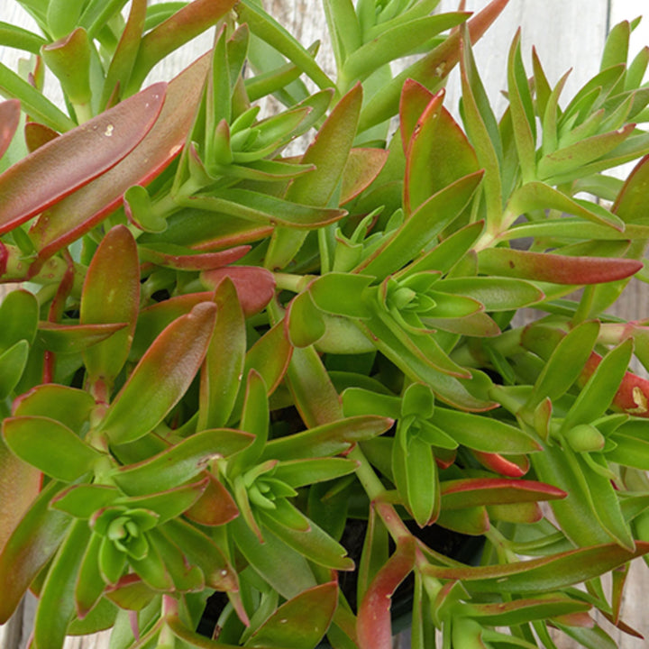 crassula capitella campfire