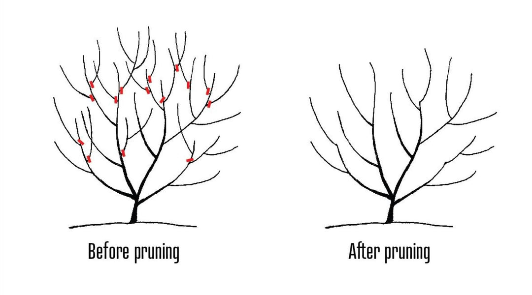 Mock Orange