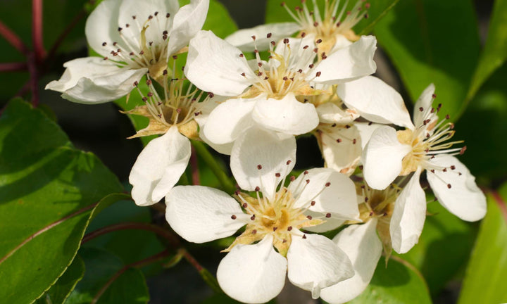 Pear Tree 'Ayers'