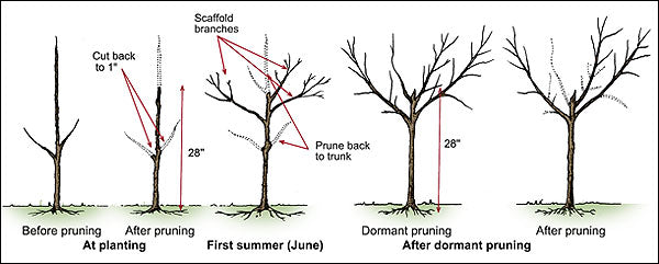 Pear Tree 'Ayers'