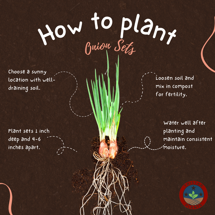 Onion Sets  'Karmen Red'