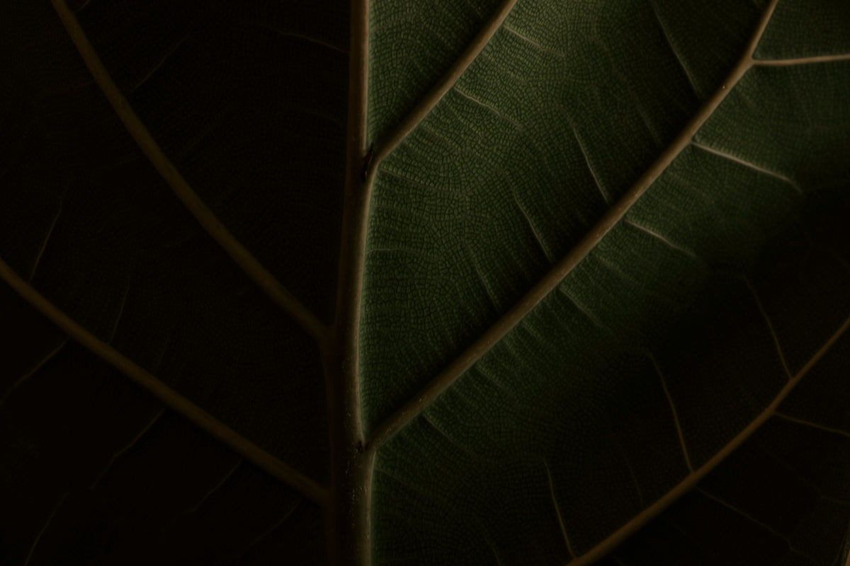 GREEN LEAF VERY CLOSE UP