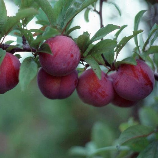 'Methley' Plum