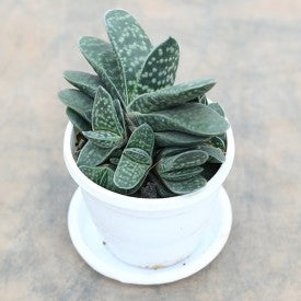 Gasteria Bicolor var. Liliputana