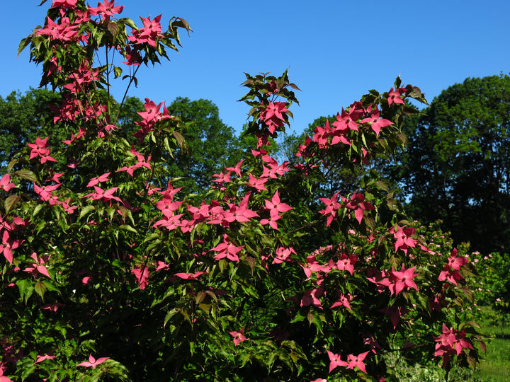 Scarlet Fire Dogwood ‘Rutpink’
