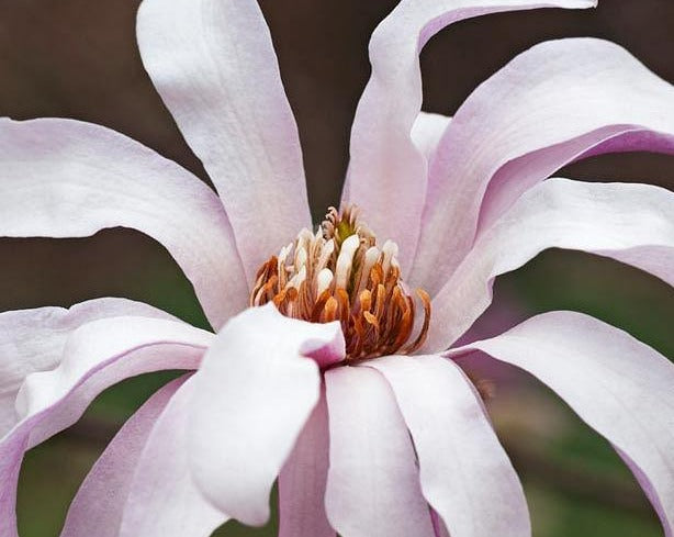 Leonard Messel Magnolia