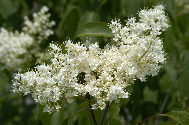 Japanese Lilac Ivory Silk Tree flowers