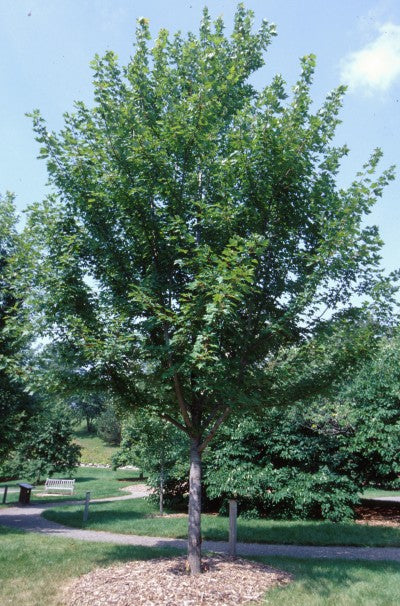 Green Autumn Blaze Maple