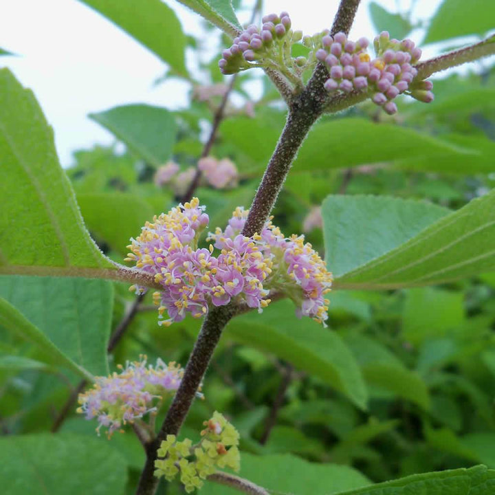 American Beauty Berry Flowers