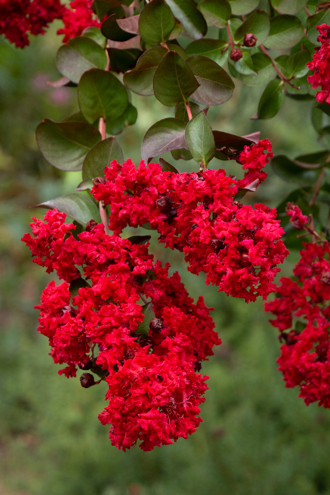 Dynamite Crape Myrtle Blooms
