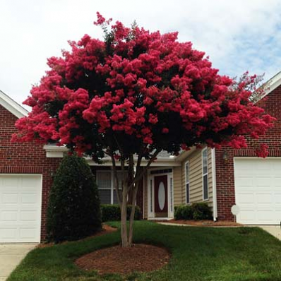 Dynamite Crape Myrtle Tree
