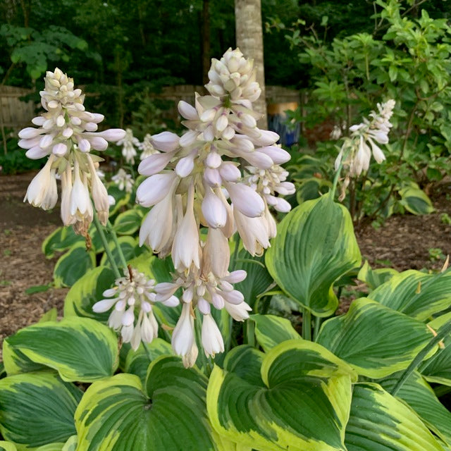Earth Angel Hosta Blooms