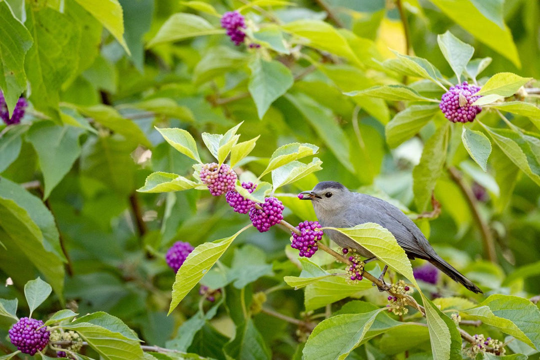 Beautyberry 'American'