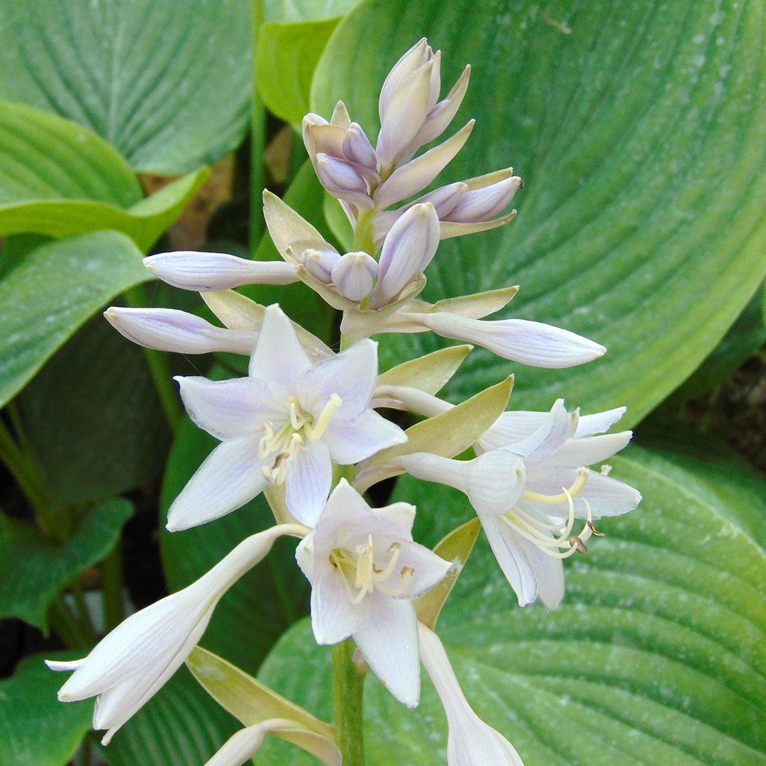 Empress Wu hosta  Flowers