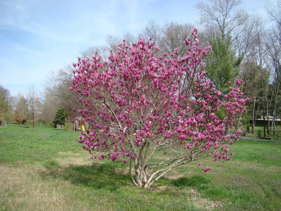 Jane Magnolia