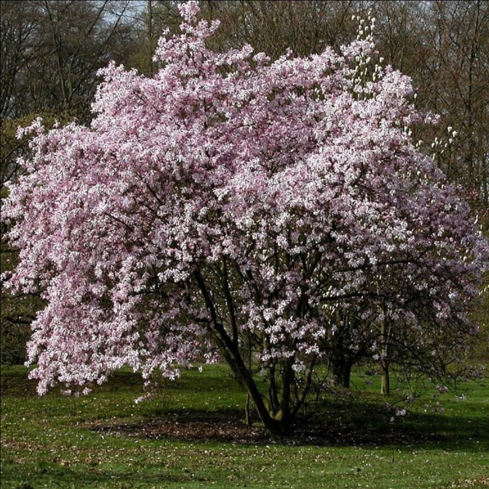 Leonard Messel Magnolia