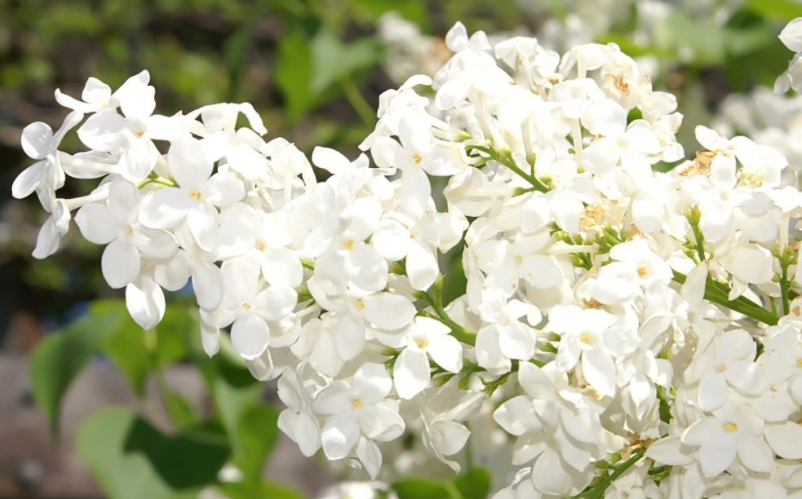 Betsy Ross Lilac Flowers