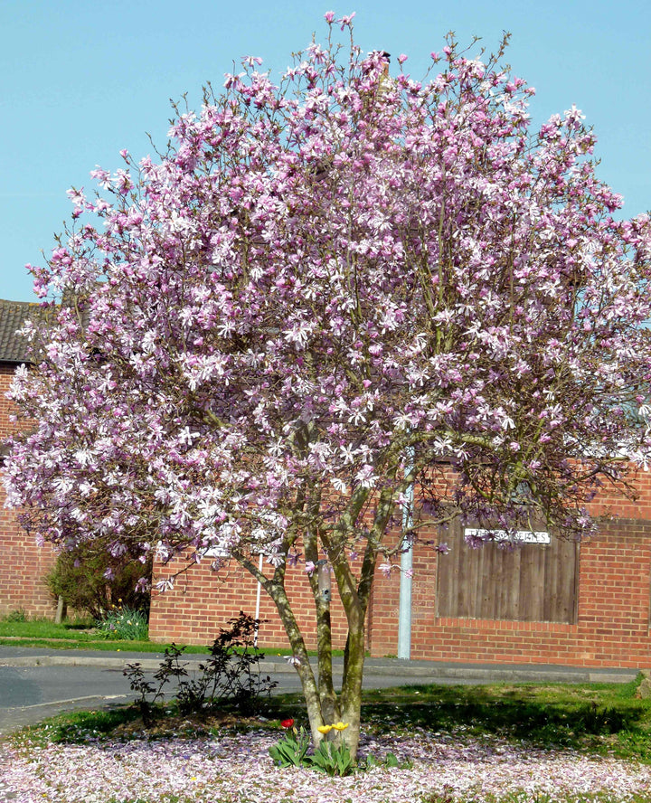 Leonard Messel Magnolia