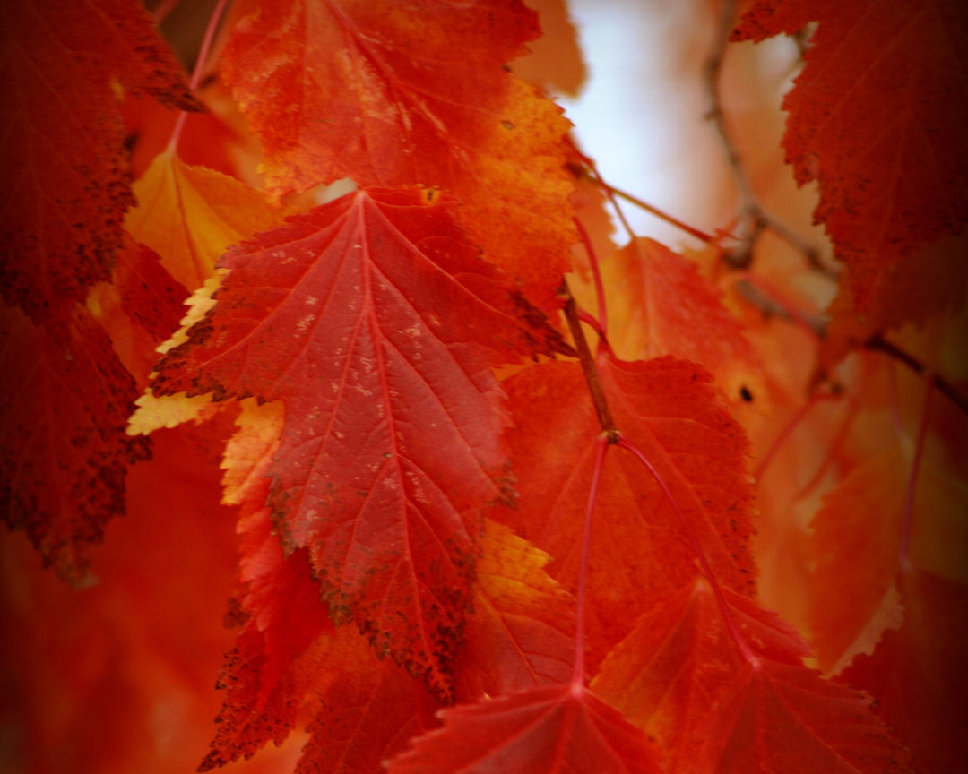 Maple Tree 'Flame Amur'