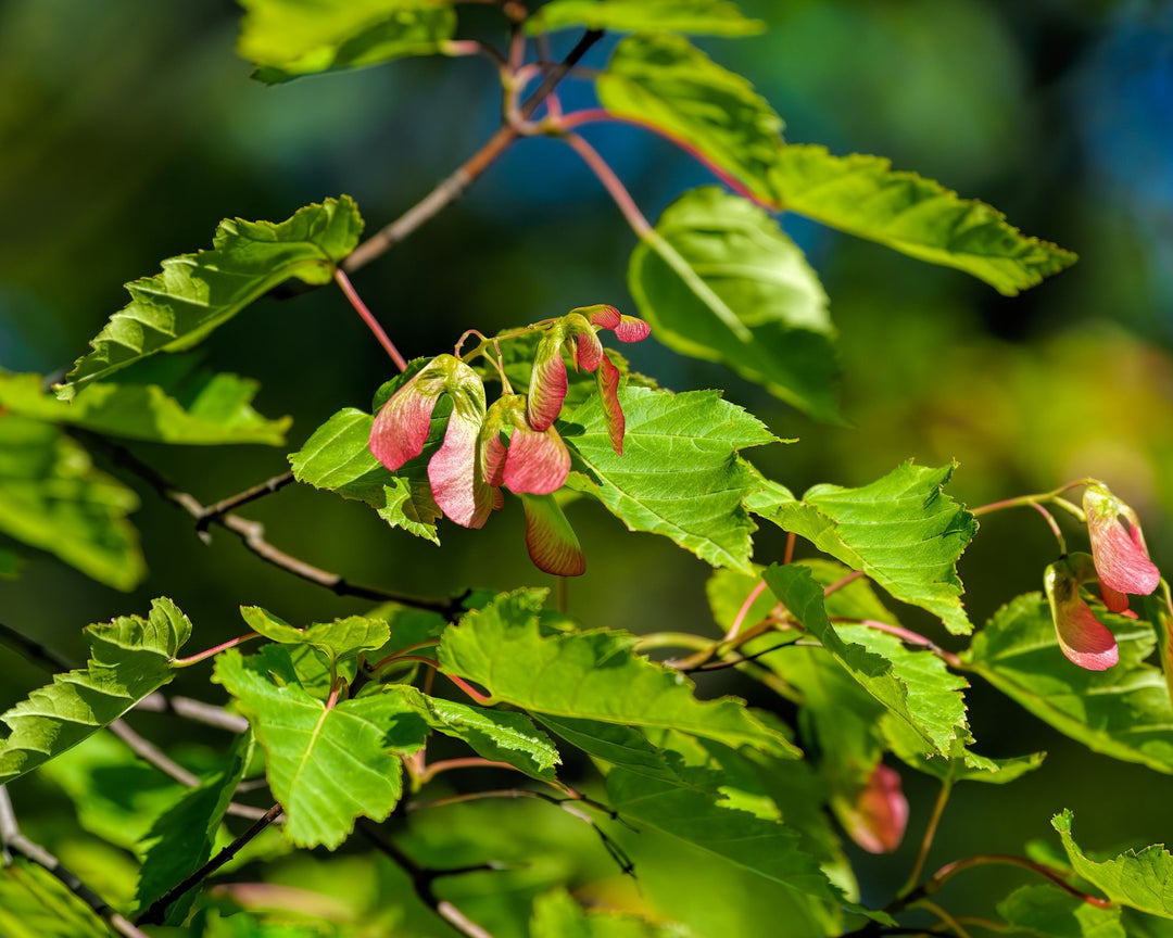 Maple Tree 'Flame Amur'