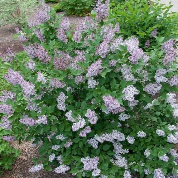 Miss Kim Lilac
