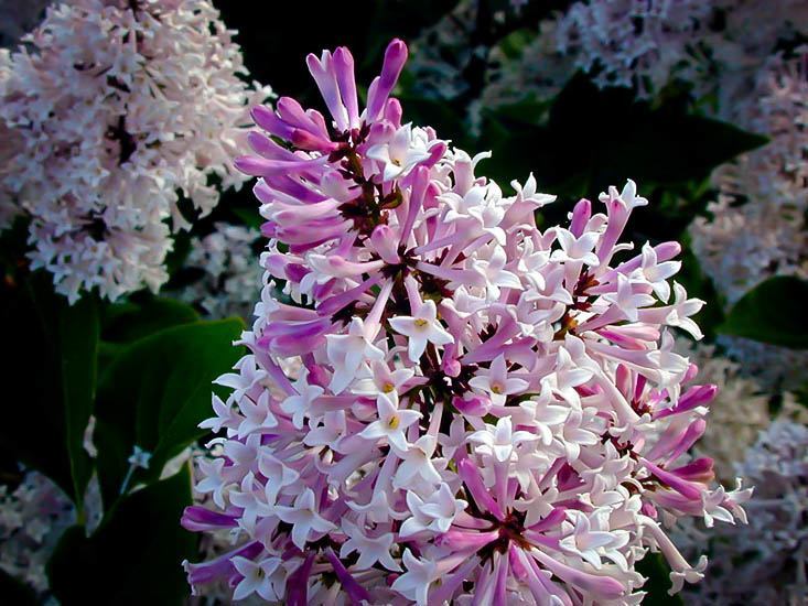 Miss Kim Lilac Flowers