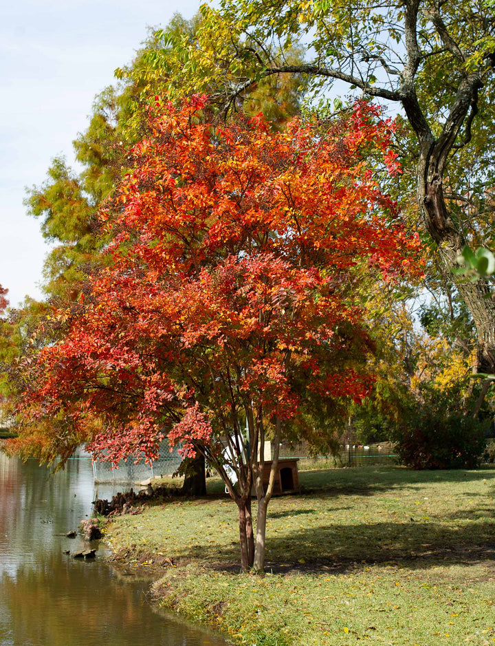 Natchez Crape Myrtle Autumn