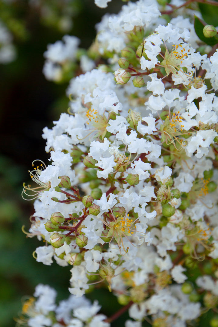 Natchez Crape Myrtle Blooms