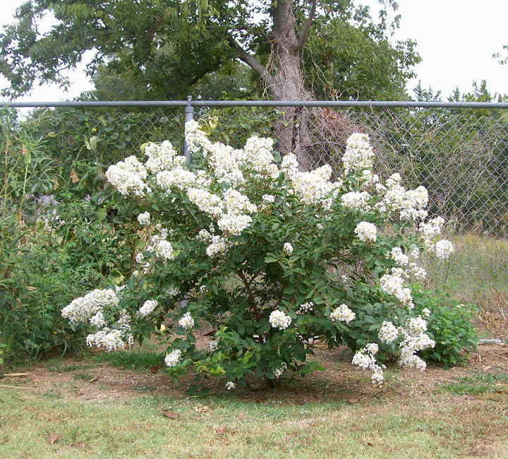 Natchez Crape Myrtle Bush